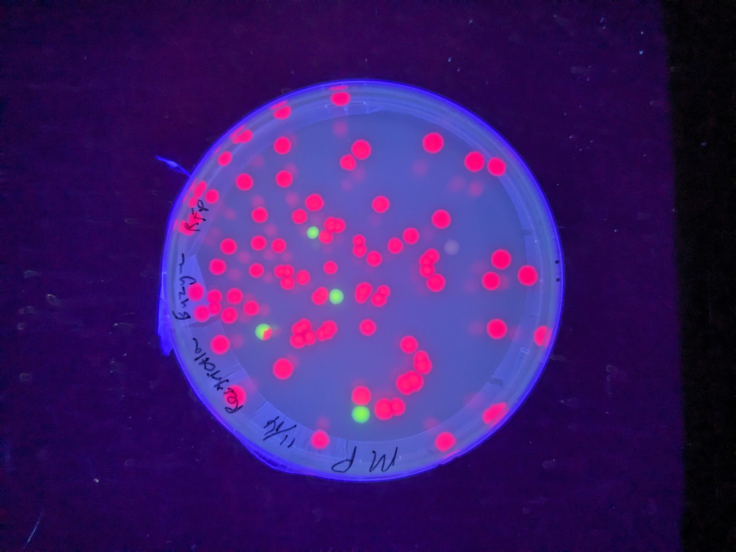 Bioluminescence: Things that Glow