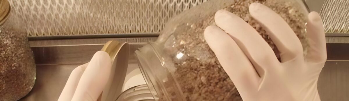 Indoor Culinary Mushroom Cultivation Series 4 of 4: Substrate Inoculation