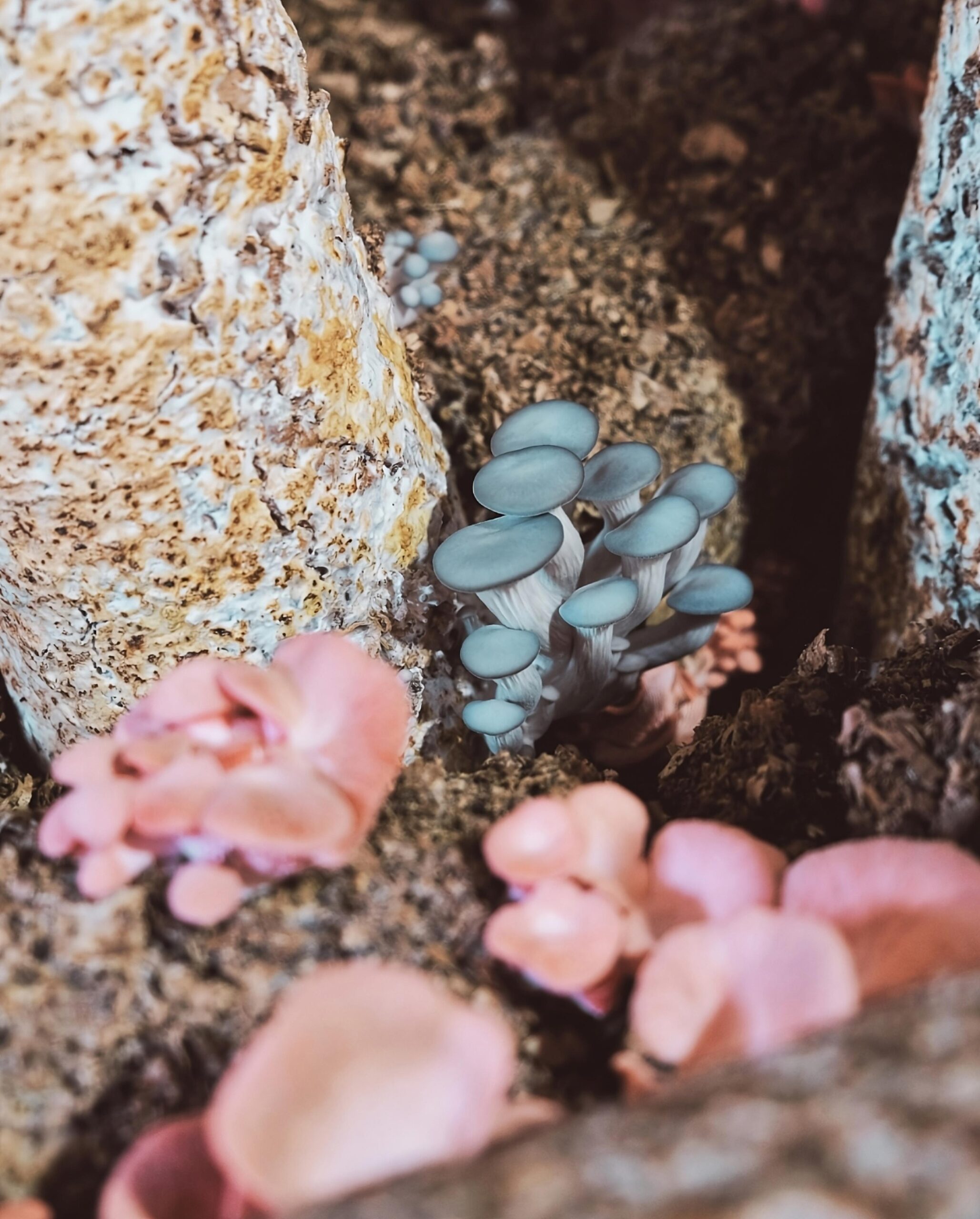 Indoor Culinary Mushroom Cultivation Series 3 of 4: Fruiting Mushrooms