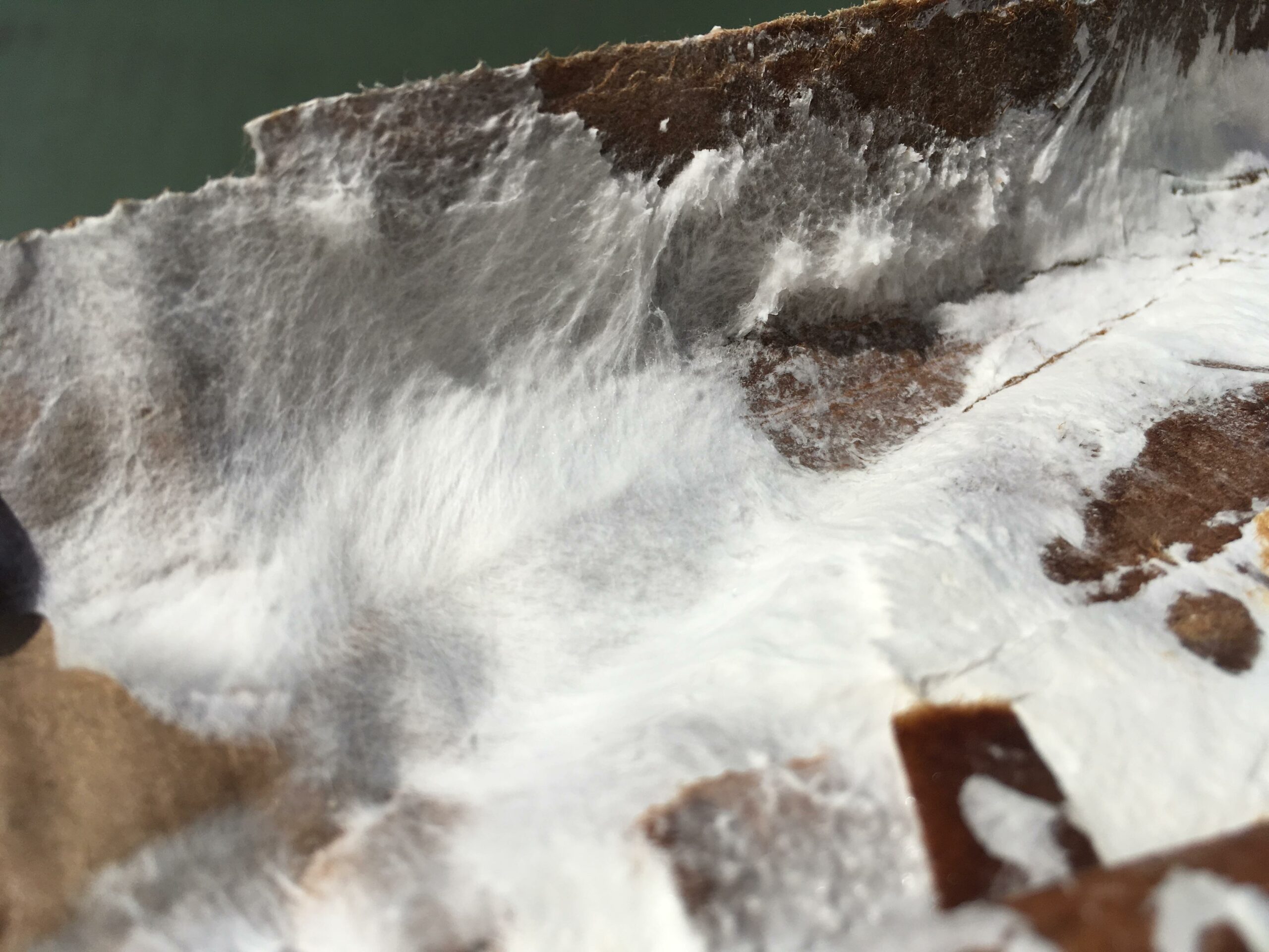 How To Run Mycelium: A Fungi Tissue Culture Workshop