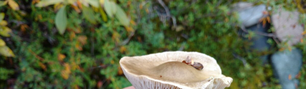 Can Mushrooms Save the World? A Workshop on Culturing and Using Fungi