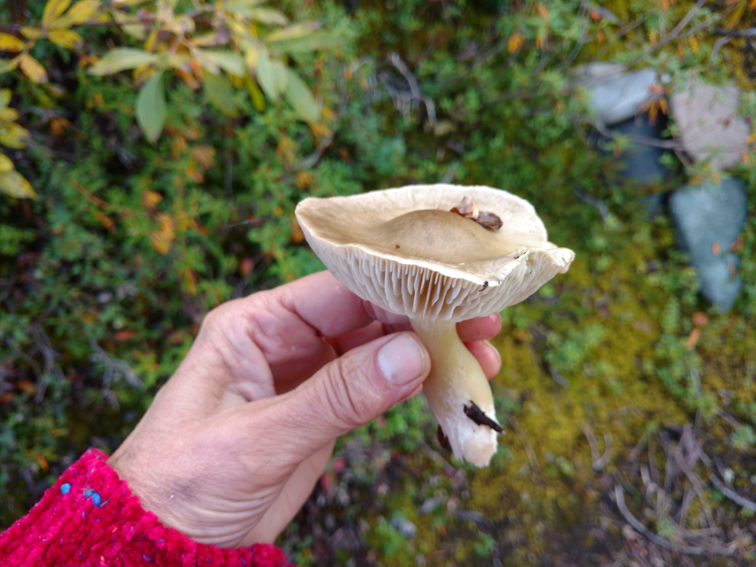 Can Mushrooms Save the World? A Workshop on Culturing and Using Fungi