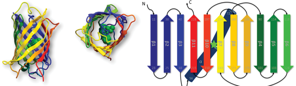 Engineering the Molecular Architecture of Proteins